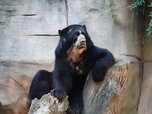 Urso-de-óculos_no_Zoológico_de_Sorocaba.JPG