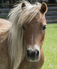 Miniature-Horse-Breeds.jpg Miniature-Horse-Breeds.jpg