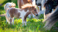 Miniature-Horse-Breed.jpg Miniature-Horse-Breed.jpg