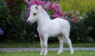 Miniature-Horse.jpg Miniature-Horse.jpg