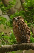 440px-Tawny_Fish_Owl.jpg 440px-Tawny_Fish_Owl.jpg