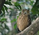 Bubo_flavipes_-Jim_Corbett_National_Park,_Uttarakhand,_India-8.jpg Bubo_flavipes_-Jim_Corbett_National_Park,_Uttarakhand,_India-8.jpg