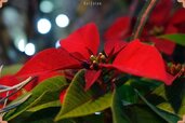 Poinsettia-flower-close-up-min-768x512.jpg