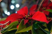 Poinsettia-flower-close-up-min-768x512.jpg
