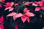 Pink-Poinsettia-flower-min-768x512.jpg