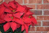 red-Poinsettia-flower-min-768x512.jpg