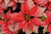 Poinsettia-from-top-view-min-768x512.jpg