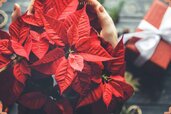 christmas-flower-or-Poinsettia-min-768x512.jpg