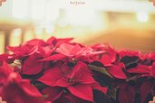 red-Poinsettia-flowers-min-768x512 (1).jpg