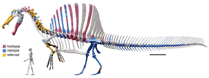 Digital_skeletal_reconstruction_of_Spinosaurus.png
