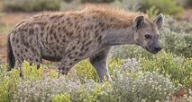 Spotted_hyena_(Crocuta_crocuta).jpg