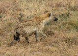 Spotted_Hyena,_Ngorongoro.jpg