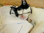 studying_cat-min_crop_800x600-2.jpg