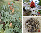 castor-plant-bean.jpg