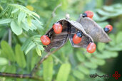 rosary-pea.jpg