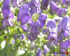 monkshood.jpg