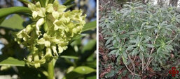 daphne-spurge-laurel.jpg