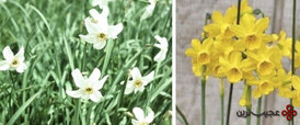 narcissus-flowers.jpg