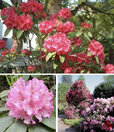 rhododendron.jpg