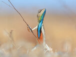 Comedy_Wildlife_Photography_Awards07.jpg