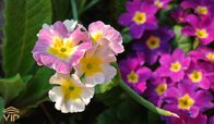 Primula-vulgaris.jpg