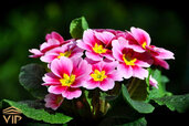 Primrose-flower.jpg