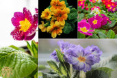 types-of-primrose.jpg