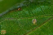 Pests-and-diseases-of-primrose.jpg