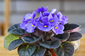 African-violet.jpg