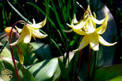 Fawn-lilies.jpg