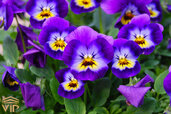 Three-colored-violet.jpg