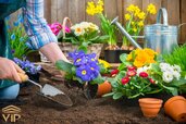 Planting-and-propagation-of-violet-flower.jpg