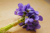 violet-flower-1.jpg