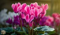 Cyclamen.jpg