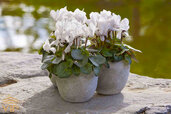 Cyclamen-plant-.jpg