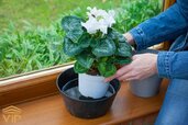 plant-Cyclamen.jpg