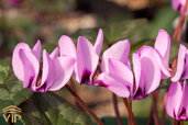 Cyclamen1.jpg