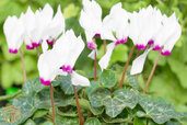 Cyclamen3.jpg