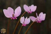 Cyclamen-flower-.jpg Cyclamen-flower-.jpg