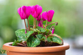Cyclamen-1.jpg Cyclamen-1.jpg