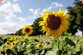 sunflower-farm.jpg