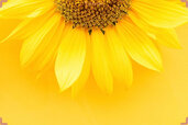 sunflower-with-yellow-background.jpg