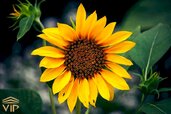 sunflower-tipps.jpg