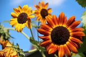 Large-1roman-Sun-Sunflower-1.jpg