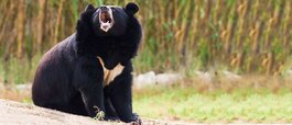 iran-bears-01.jpg