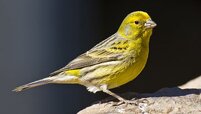 Serinus-Canarius-Canarius.jpg Serinus-Canarius-Canarius.jpg