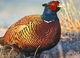 Ring-necked-Pheasant.jpg