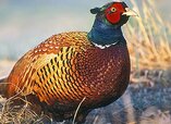 Ring-necked-Pheasant.jpg Ring-necked-Pheasant.jpg