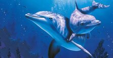 Dolphin.jpg