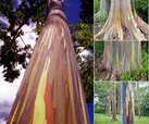 Rainbow-Eucalyptus-compilation.jpg